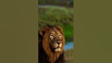 devayat khavad attitude whatsapp status || savaj nu chapakaru || devayat khavad lion status ||