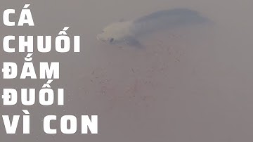 Hàng nghìn cá chuối con bơi lội dưới sự hộ tống của cá chuối mẹ. Cá chuối đắm đuối vì con