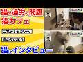 【2ch動物スレ】過労で問題になった猫カフェの猫→テレビでインタビューした結果wwwww