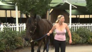 Memsie Stakes Preview - Mick Price