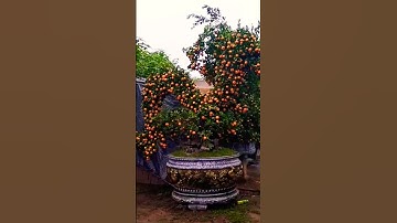 cây quất tết độc nhất vô nhị #shorts