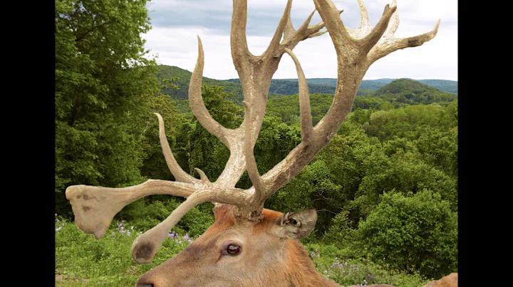 Red Stag Hunt in the USA