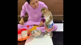 Baby monkey JODA watching mommy prepare meat and then eating fruits