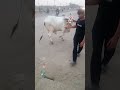 MashaAllah! Kitna shandaar Qurbani ka Bail 🐂❤️ #shorts #qurbani #eiduladha #cow #chotiskhushi
