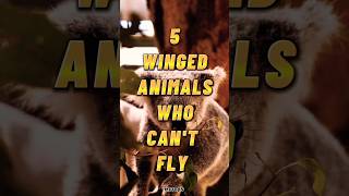 5 Winged Animals Who Cant Fly ?? shorts animals mstop5