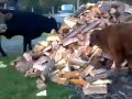 Cows love tree bark