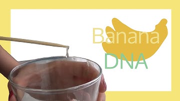 Banana DNA