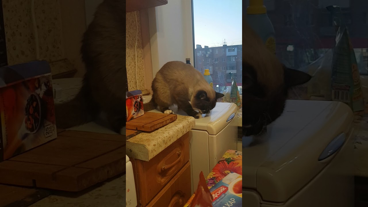 Котенок на красной машине