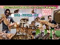 Biggest exotic bengal cat cattery in mumbai  cats special vlog  amazing pets bengal cats