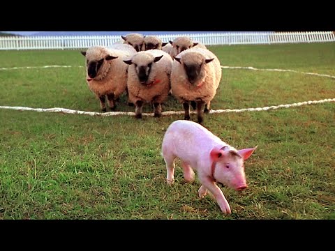 Le cochon devenu