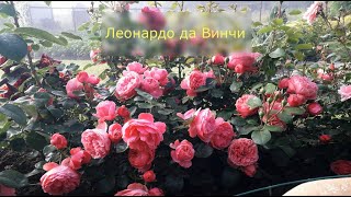 ✿➽  Роза Леонардо да Винчи в нашем саду 🌺🌿 сезон 2020🌺🌿