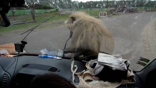 Monkeys taking the Keith Caputo van apart