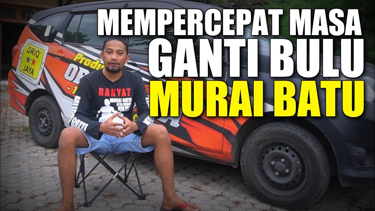 Mempercepat Masa Mabung Murai Batu