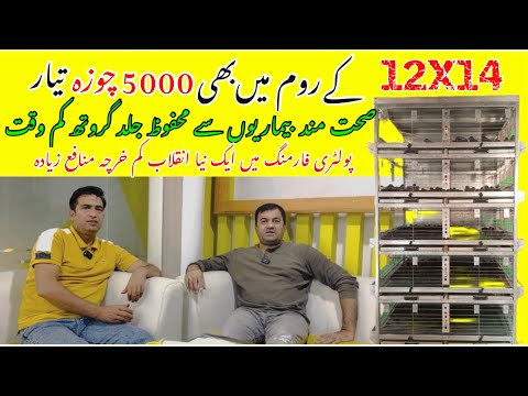 Low-Cost Brooding Cage System for Poultry Farming | Organic valley Pakistan Poultry ideas