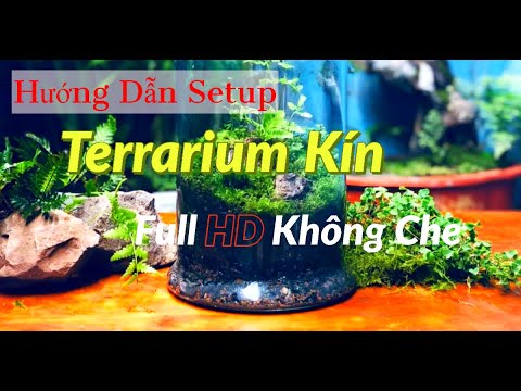 Video: Terrarium: Hướng Dẫn Cơ Bản