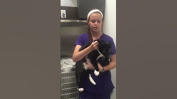 Take 2 removing cats from upper cages