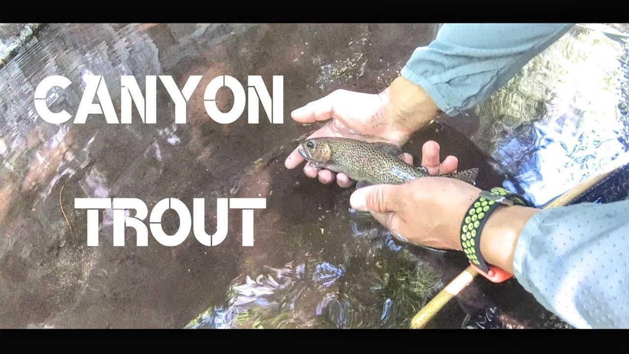 Canyon Trout 4K A Fishing Adventure in Southern California YouTube