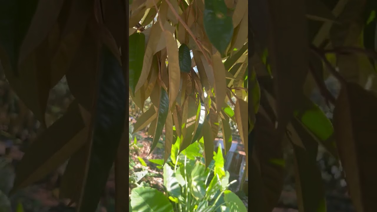 ngày 31 tháng 12, 2025