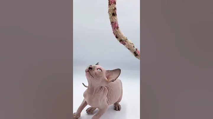 Watch the video about Sphynx Kitten Playtime 🐾 | Cute Hairless Cat Moments | Sphynx_uae_cats Dubai .