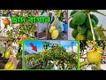 ছাদ বাগানে ফলের গাছ || আম, ডালিম, জাম্বুরা, পেয়ারা, আমড়া গাছ || Fruit trees in the roof garden