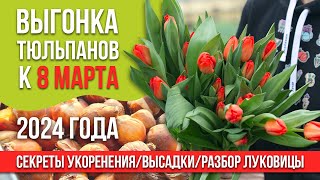 Выгонка тюльпанов к 8 марта 2024 года. Секреты укоренения/высадки/разбор луковицы