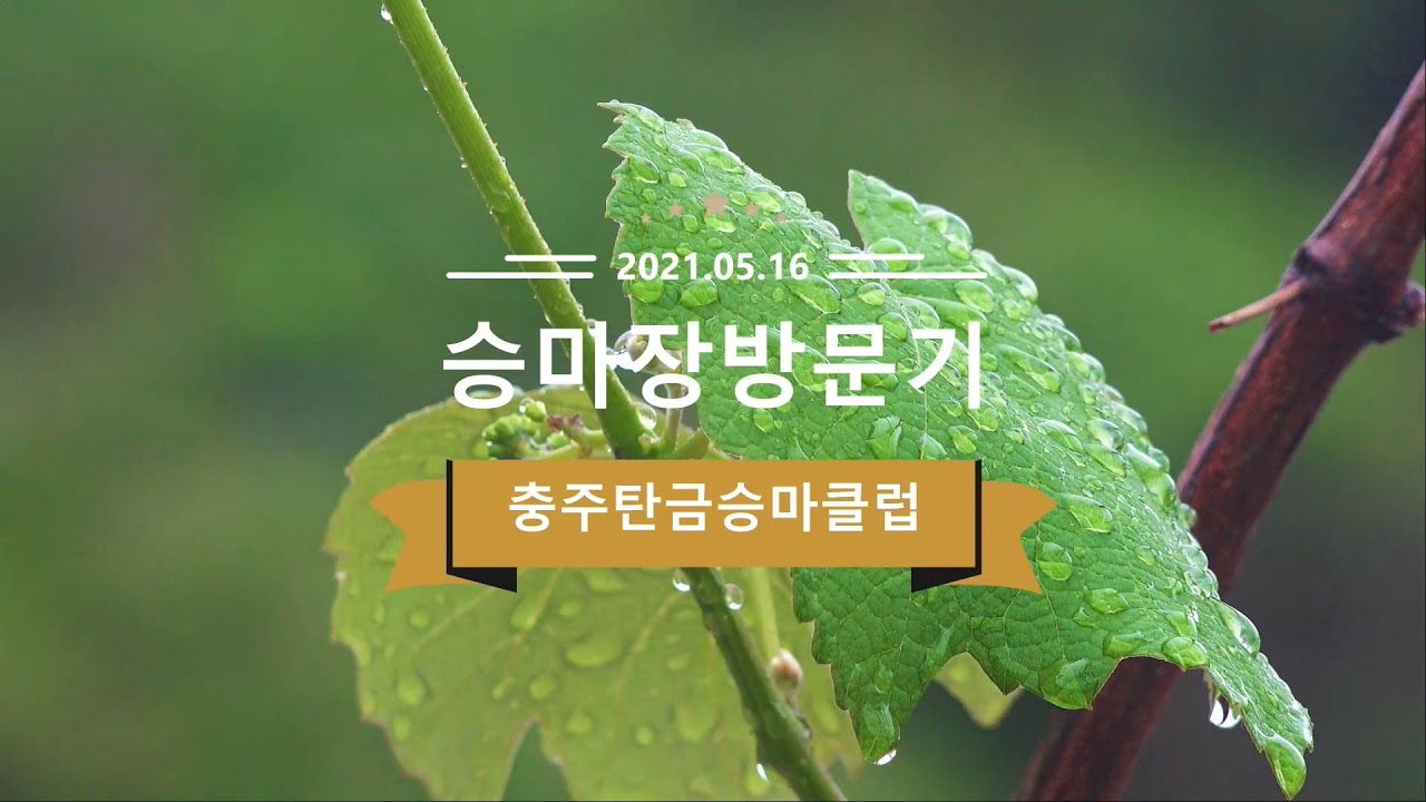 무칸 탄금승마클럽  2021방문기 비오는주말 맛난음식먹고 쉬다 왔습니다. 