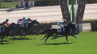 【新馬戦・東京芝2000m】グロリアススマイル大外一気！二冠牝馬スターズオンアース半弟ラニアケアは直線で包まれる【2026年10月11日東京5R】