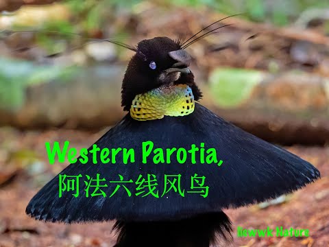 Western Parotia, 阿法六線風鳥 - Dancing 