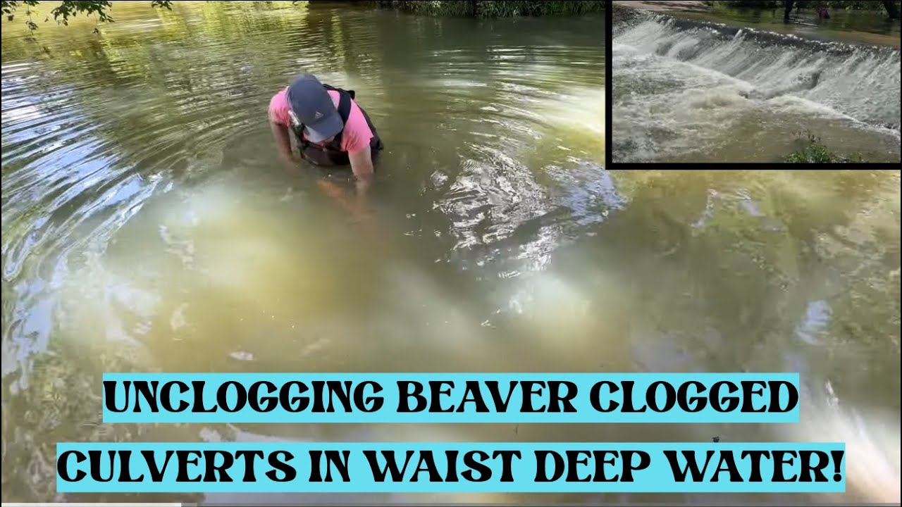 UNCLOGGING BEAVER CLOGGED CULVERTS! 05/2025 NT#82