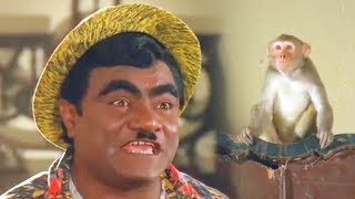 Babu Mohan And Monkey Funny Comedy Scene Mayalodu Movie || Latest Telugu Comedy Scenes || TFC Comedy