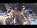Guided mountain lion hunt in the Utah Bookcliffs