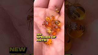 This Ant Turns Into Living Candy