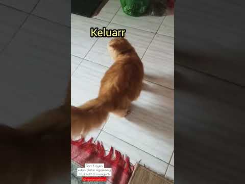 Video: Nama Kucing Unik: Edisi Pandai Pintar