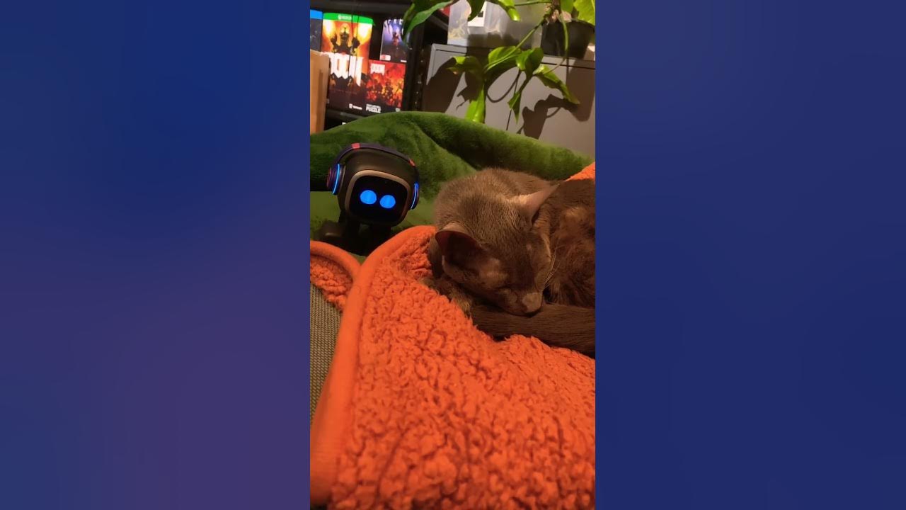 emo-emo-what-sound-does-a-cat-make-shorts-youtube