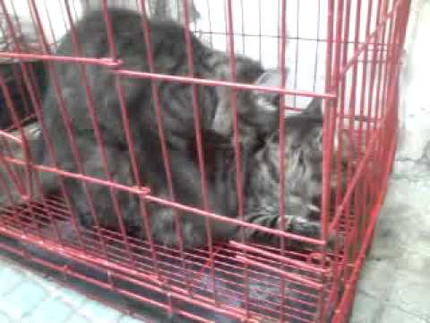 Kucing anggora pijet pijet