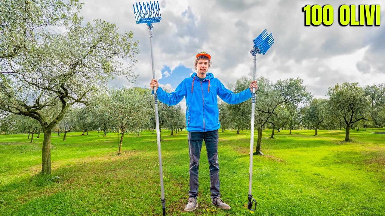 Raccolgo 100 OLIVI in 48 ORE (un disastro)
