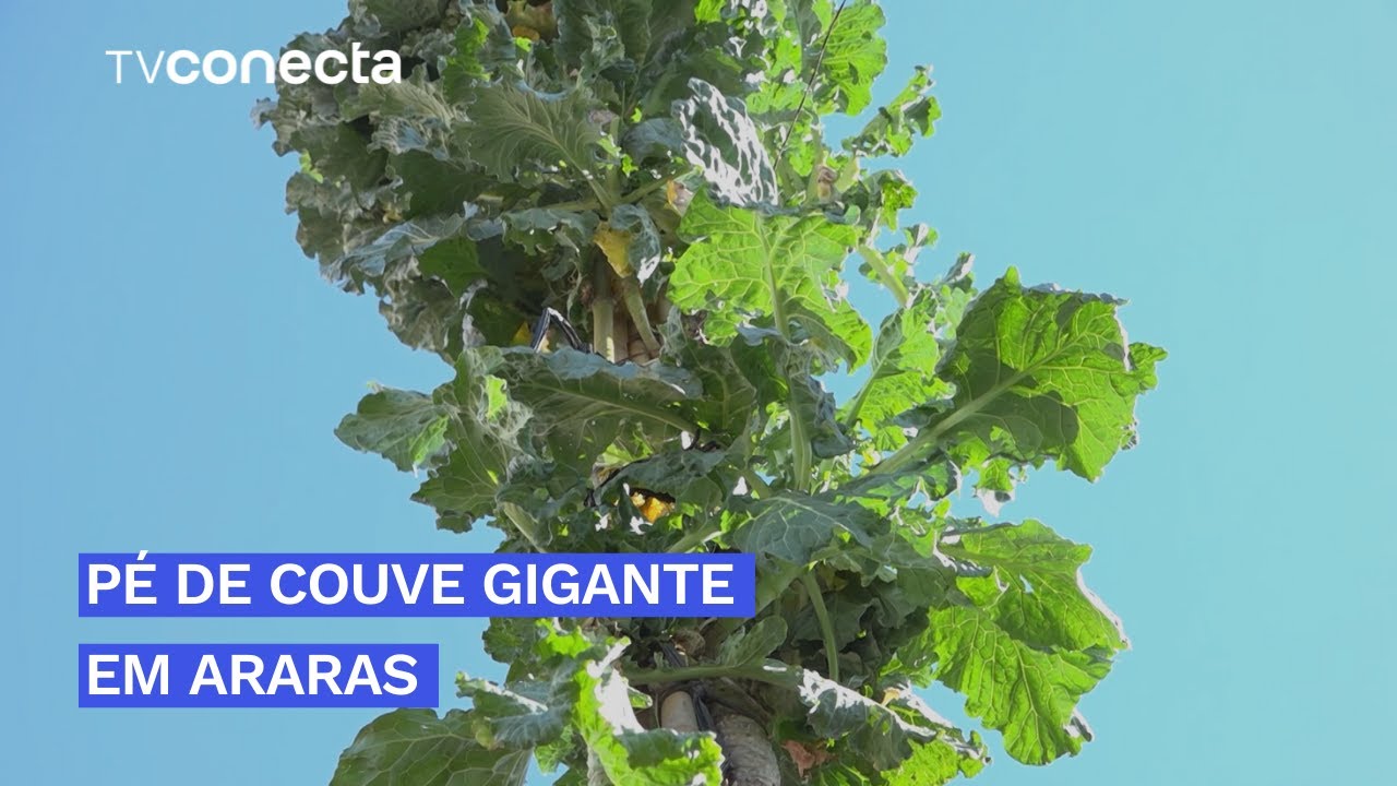 PÉ DE COUVE GIGANTE EM ARARAS - YouTube