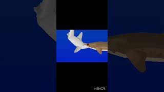 Sand Shark vs Hammerhead shark