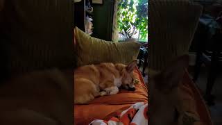 You tell em, Susie #sleepydog #corgi #dog #dogs #dream