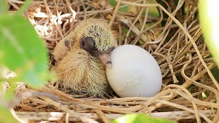Dove Hatching - فقس بيضة يمامة