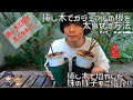 挿し木で増やしたガジュマルの様子と根を太らせる方法