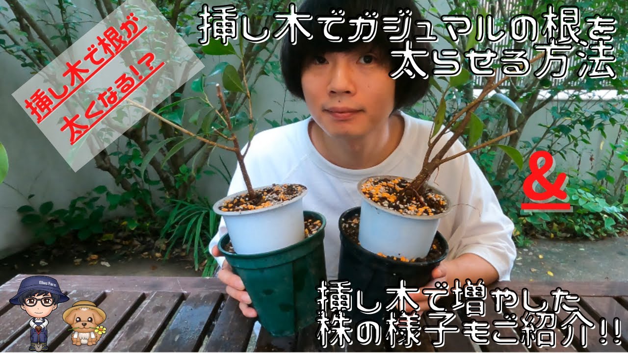 サ*ス様 【発根管理手順書付/贈り物にも】 斑入り パンダガジュマル 挿し木用 新鮮枝/超希少種/挿し木手順書付】パンダガジュマル 斑入り