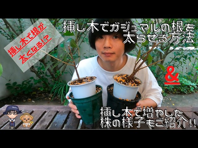 挿し木で増やしたガジュマルの様子と根を太らせる方法 - YouTube