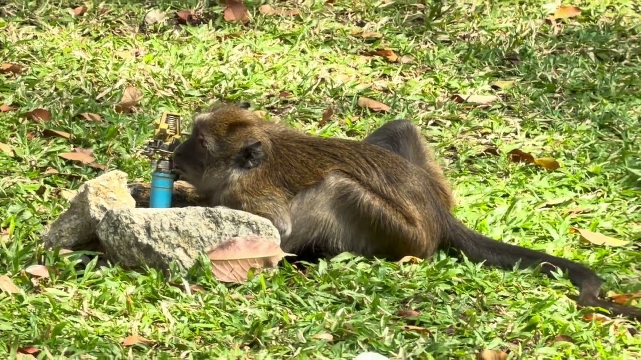 Hua Hin - Monkey drinks from leaking water faucet and hose #thailand #huahin #monkeys #water #thirst