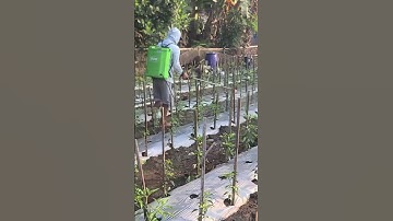 Simple Smart Ideas How Farmers Protect Crops From Pests By Spraying Pesticides #shorts