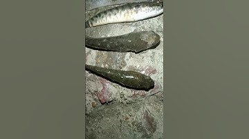 amazing snake head fish fishing / best fishing / #fishing #shots #fish #hook_fishing #viral #video