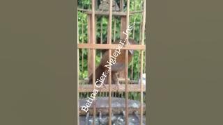 Wambi betina ngleper