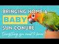 Everything You Need When You Get a Baby Sun Conure