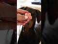 You can use code: Xena to save $ with native pet to make your own! #dogmom #pets #asmr #asmrsounds