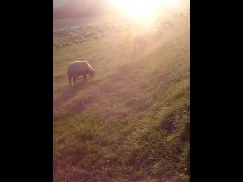Maria Dan Paucean & Mihai Petreus - Draga mi-i stana de oi